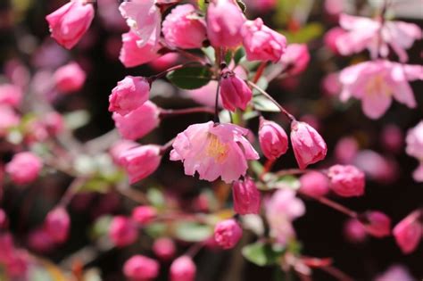 海棠植物|海棠（カイドウ）ってどんな植物？桜との違いや庭木。